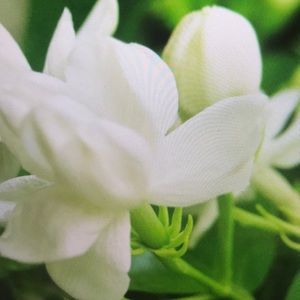 Meet your Posher, Jessie